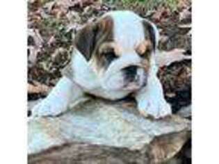 Bulldog Puppy for sale in Ball Ground, GA, USA
