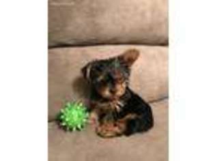Yorkshire Terrier Puppy for sale in Port Crane, NY, USA