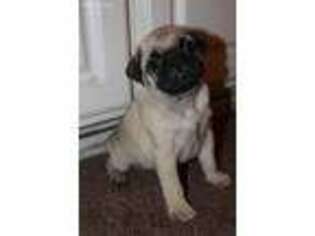 Pug Puppy for sale in Upland, CA, USA