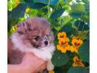 Pomeranian Puppy for sale in Apache Junction, AZ, USA