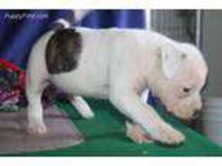 American Bulldog Puppy for sale in New Holland, PA, USA