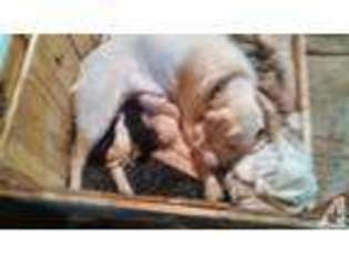 Labrador Retriever Puppy for sale in GLENCOE, MN, USA