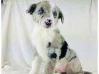 Australian Shepherd Puppy for sale in Spokane, WA, USA