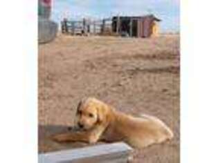 Labrador Retriever Puppy for sale in Snyder, CO, USA