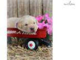 Labrador Retriever Puppy for sale in Macon, GA, USA