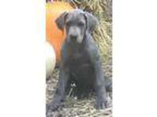 Great Dane Puppy for sale in Bruno, MN, USA