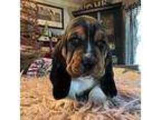 Basset Hound Puppy for sale in Elizabethtown, PA, USA