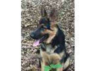 German Shepherd Dog Puppy for sale in Hollywood, MD, USA