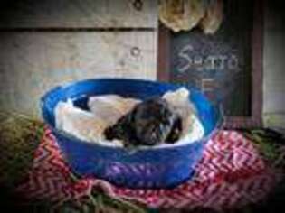 Miniature Australian Shepherd Puppy for sale in Platteville, WI, USA