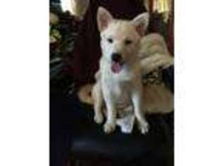Alaskan Klee Kai Puppy for sale in Wilmington, DE, USA