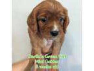 Mutt Puppy for sale in Hearne, TX, USA