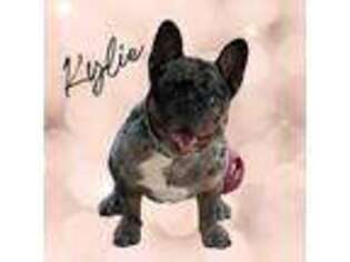 French Bulldog Puppy for sale in La Puente, CA, USA