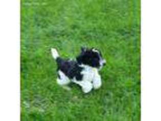 Mutt Puppy for sale in Moores Hill, IN, USA