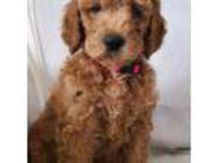 Mutt Puppy for sale in Haslet, TX, USA
