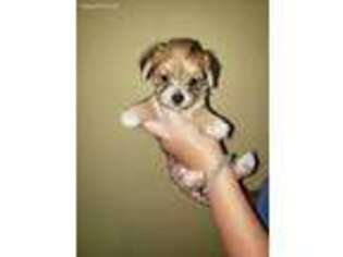 Mutt Puppy for sale in Pisgah, AL, USA