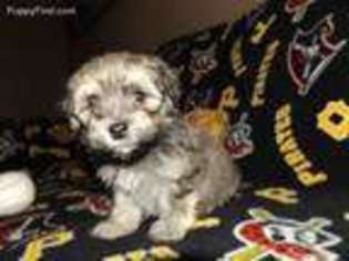 Havanese Puppy for sale in Johnstown, PA, USA