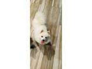 American Eskimo Dog Puppy for sale in Brentwood, CA, USA