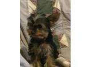 Yorkshire Terrier Puppy for sale in Walnut Grove, MO, USA