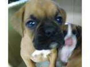 Boxer Puppy for sale in Riverside, RI, USA