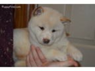Shiba Inu Puppy for sale in Killbuck, OH, USA