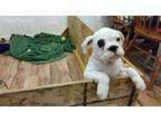 Bulldog Puppy for sale in Roseburg, OR, USA