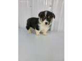 Pembroke Welsh Corgi Puppy for sale in Buffalo, MO, USA