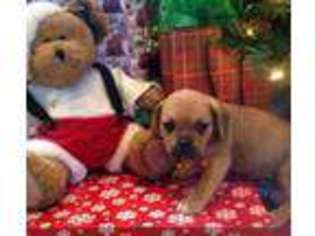 Puggle Puppy for sale in Allenwood, PA, USA