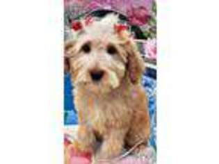 Goldendoodle Puppy for sale in Indianapolis, IN, USA