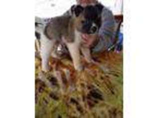 Akita Puppy for sale in Elizabethtown, PA, USA