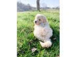 Great Pyrenees Puppy for sale in Liberty, KY, USA