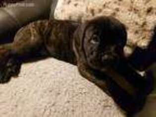 Cane Corso Puppy for sale in Clermont, FL, USA