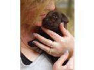 Labrador Retriever Puppy for sale in SCIO, OR, USA