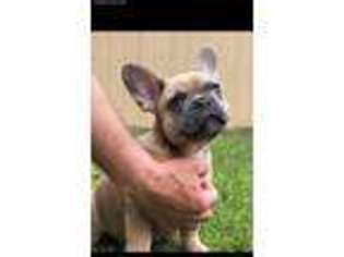 French Bulldog Puppy for sale in Wentworth, MO, USA
