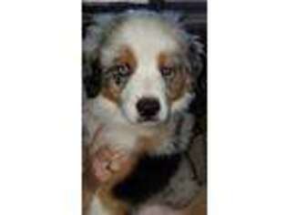 Australian Shepherd Puppy for sale in Smithville, OK, USA