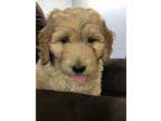 Goldendoodle Puppy for sale in Delmar, IA, USA