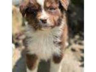 Australian Shepherd Puppy for sale in Bethany, CT, USA