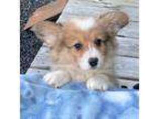Pembroke Welsh Corgi Puppy for sale in Lacey, WA, USA