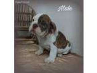 Bulldog Puppy for sale in Queen Creek, AZ, USA