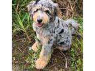 Mutt Puppy for sale in Greenfield, NH, USA