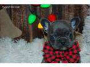 French Bulldog Puppy for sale in Mounds, OK, USA