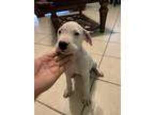 Dogo Argentino Puppy for sale in Houston, TX, USA