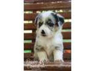 Pembroke Welsh Corgi Puppy for sale in Argos, IN, USA