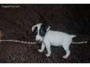 Jack Russell Terrier Puppy for sale in Seymour, MO, USA