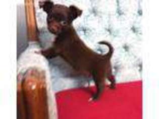 Chihuahua Puppy for sale in Davenport, IA, USA