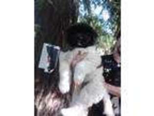 Akita Puppy for sale in SANTA ROSA, CA, USA
