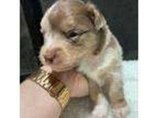 Miniature Australian Shepherd Puppy for sale in Villa Rica, GA, USA