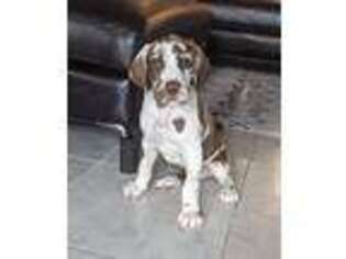 Great Dane Puppy for sale in Palm Bay, FL, USA
