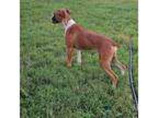 Boxer Puppy for sale in Mountain Grove, MO, USA
