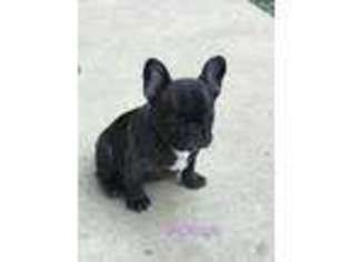 French Bulldog Puppy for sale in Placerville, CA, USA
