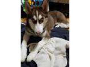 Siberian Husky Puppy for sale in Channahon, IL, USA